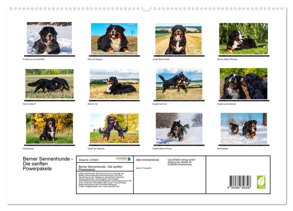 Berner Sennenhunde - Die sanften Powerpakete (CALVENDO Premium Wandkalender 2027)