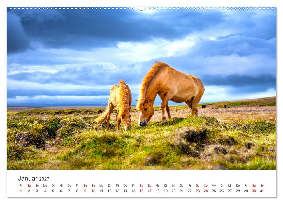 Freiheitsliebende Wildpferde (CALVENDO Premium Wandkalender 2027)