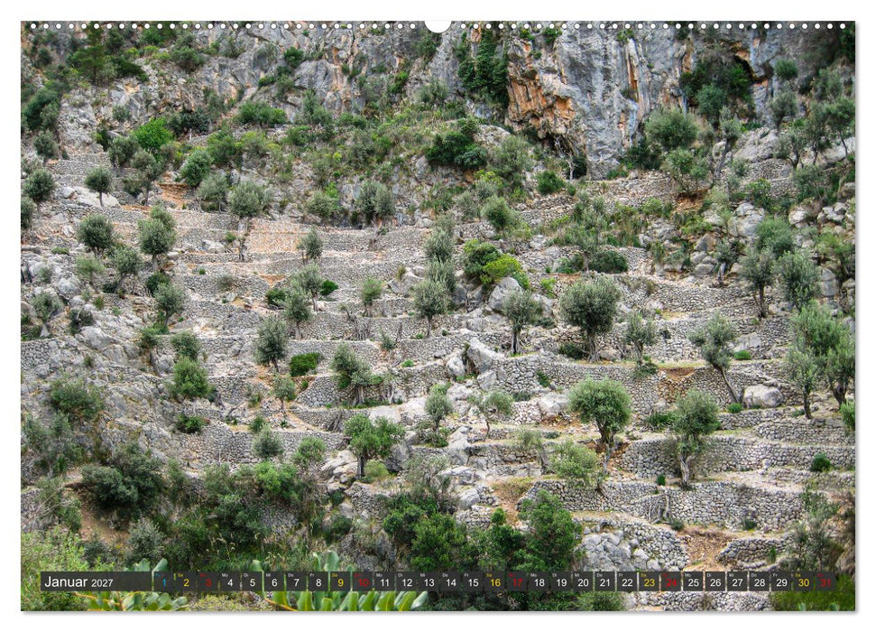 Olivenbäume auf Mallorca - Die Schönheit des Alters (CALVENDO Wandkalender 2027)