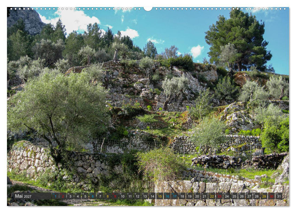 Olivenbäume auf Mallorca - Die Schönheit des Alters (CALVENDO Wandkalender 2027)