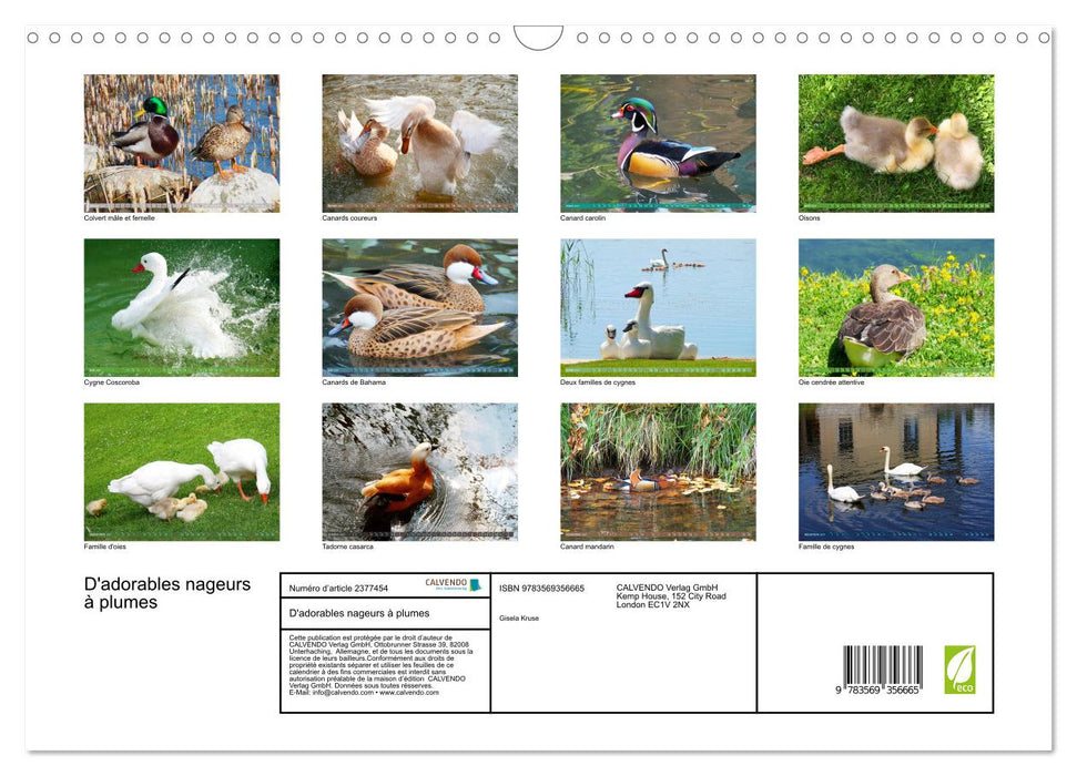 D'adorables nageurs à plumes (CALVENDO Calendrier mensuel 2027)