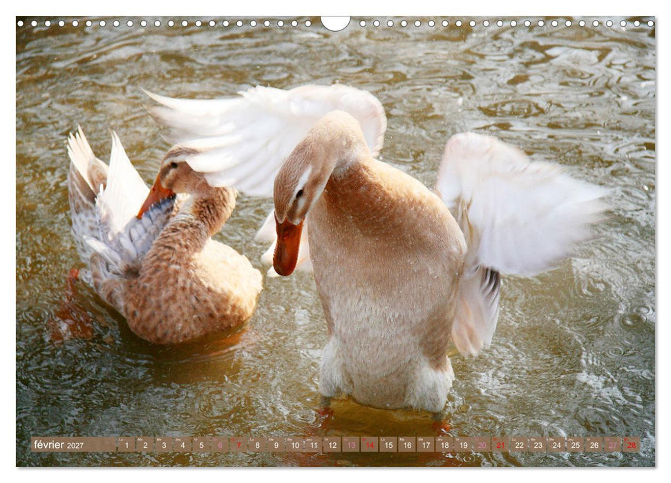 D'adorables nageurs à plumes (CALVENDO Calendrier mensuel 2027)