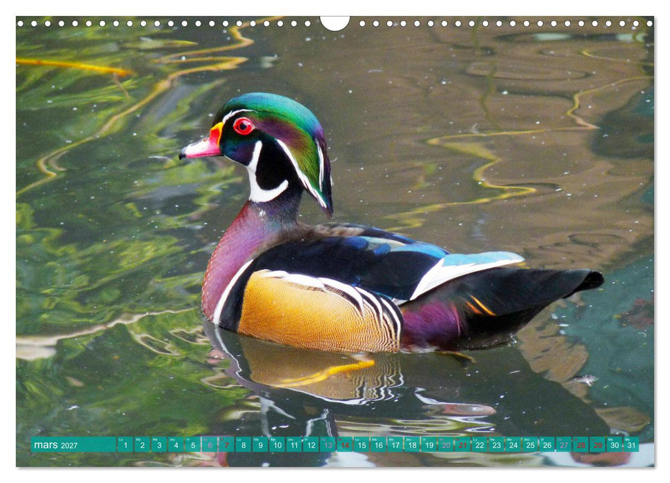 D'adorables nageurs à plumes (CALVENDO Calendrier mensuel 2027)