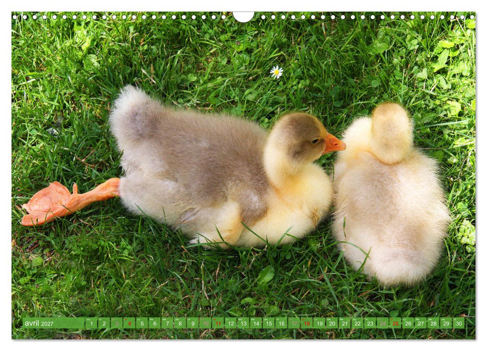 D'adorables nageurs à plumes (CALVENDO Calendrier mensuel 2027)