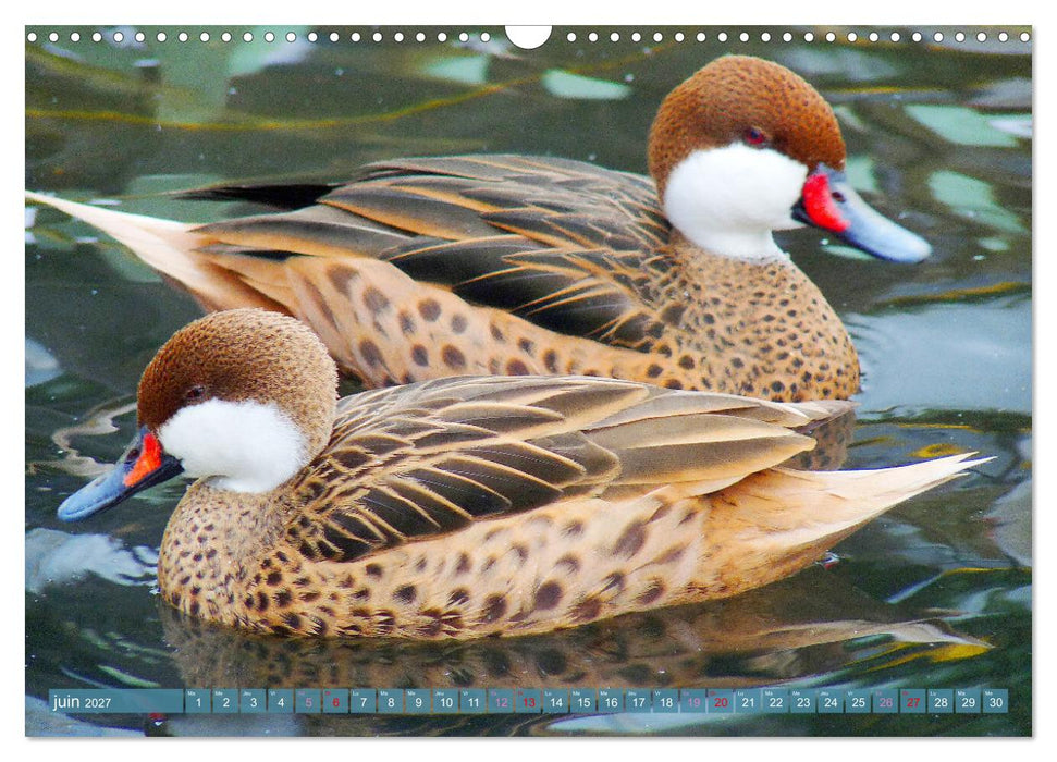 D'adorables nageurs à plumes (CALVENDO Calendrier mensuel 2027)