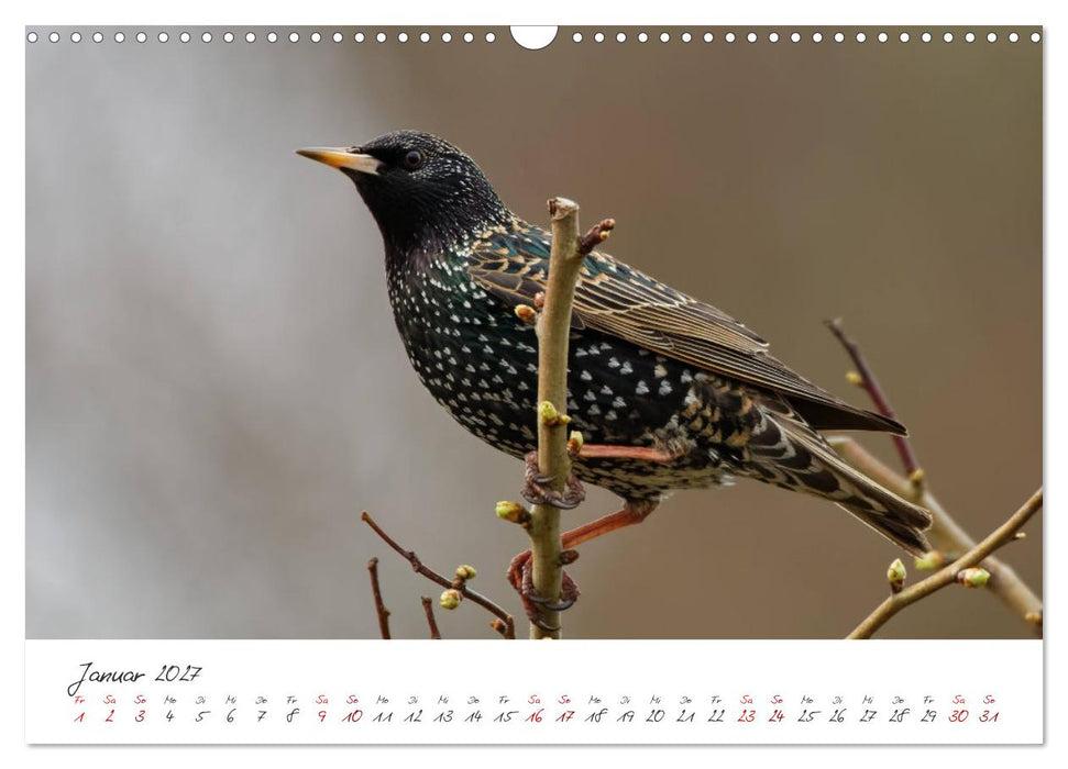 Der Star unter den Vögeln - Fotografiert von Ostfriesenfotografie (CALVENDO Wandkalender 2027)