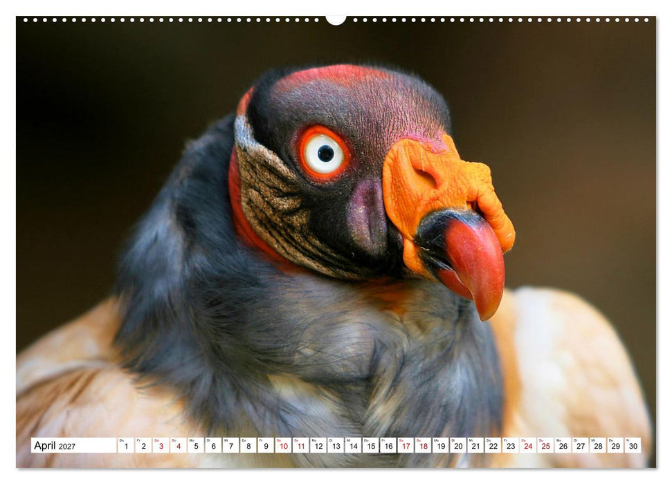 Schräge Vögel in Szene gesetzt (CALVENDO Wandkalender 2027)