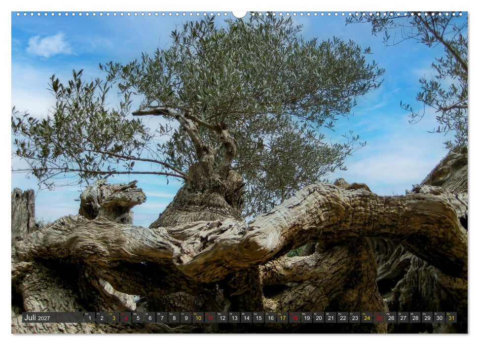 Olivenbäume auf Mallorca - Die Schönheit des Alters (CALVENDO Premium Wandkalender 2027)