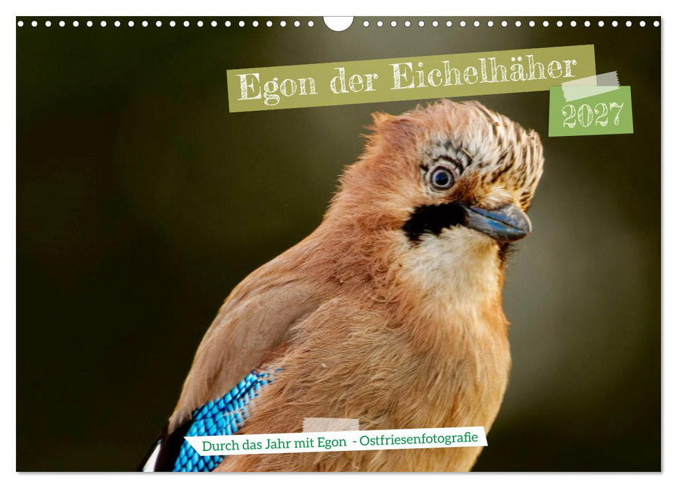 Egon der Eichelhäher - Durch das Jahr mit Egon - von Ostfriesenfotografie (CALVENDO Wandkalender 2027)