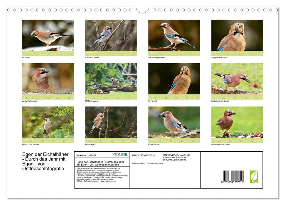 Egon der Eichelhäher - Durch das Jahr mit Egon - von Ostfriesenfotografie (CALVENDO Wandkalender 2027)