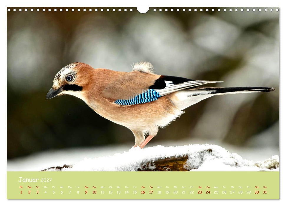 Egon der Eichelhäher - Durch das Jahr mit Egon - von Ostfriesenfotografie (CALVENDO Wandkalender 2027)