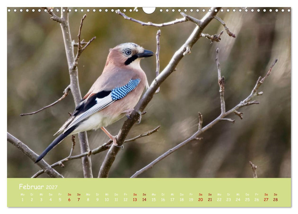Egon der Eichelhäher - Durch das Jahr mit Egon - von Ostfriesenfotografie (CALVENDO Wandkalender 2027)