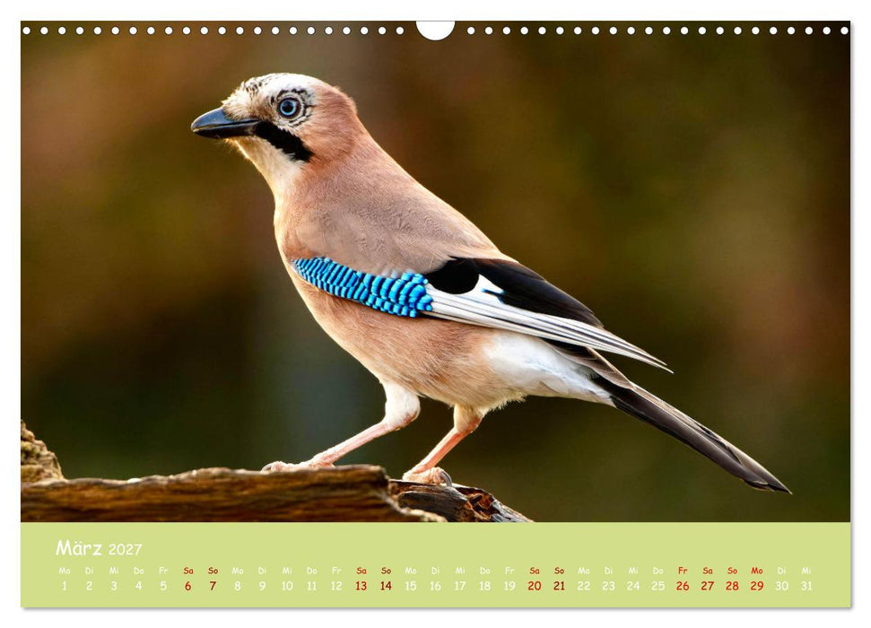 Egon der Eichelhäher - Durch das Jahr mit Egon - von Ostfriesenfotografie (CALVENDO Wandkalender 2027)