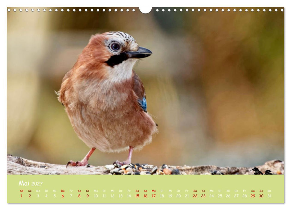 Egon der Eichelhäher - Durch das Jahr mit Egon - von Ostfriesenfotografie (CALVENDO Wandkalender 2027)