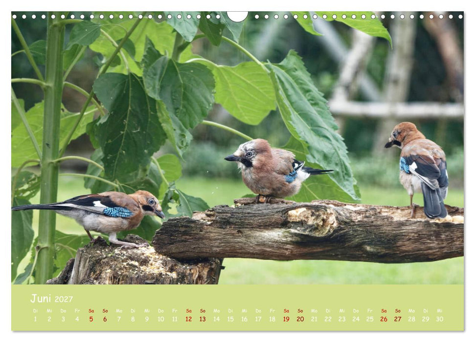 Egon der Eichelhäher - Durch das Jahr mit Egon - von Ostfriesenfotografie (CALVENDO Wandkalender 2027)