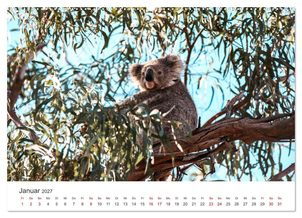 Knuffige Koalabären (CALVENDO Premium Wandkalender 2027)
