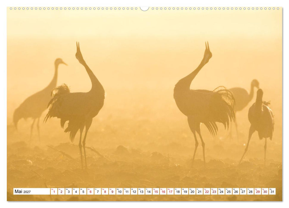 Bei den Kranichen (CALVENDO Wandkalender 2027)
