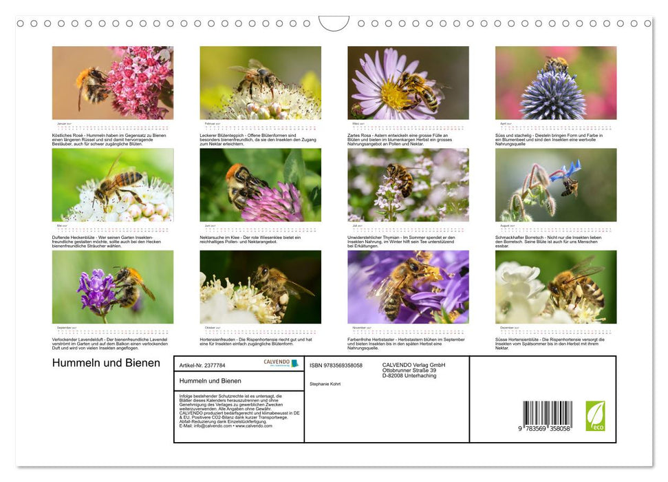 Hummeln und Bienen (CALVENDO Wandkalender 2027)