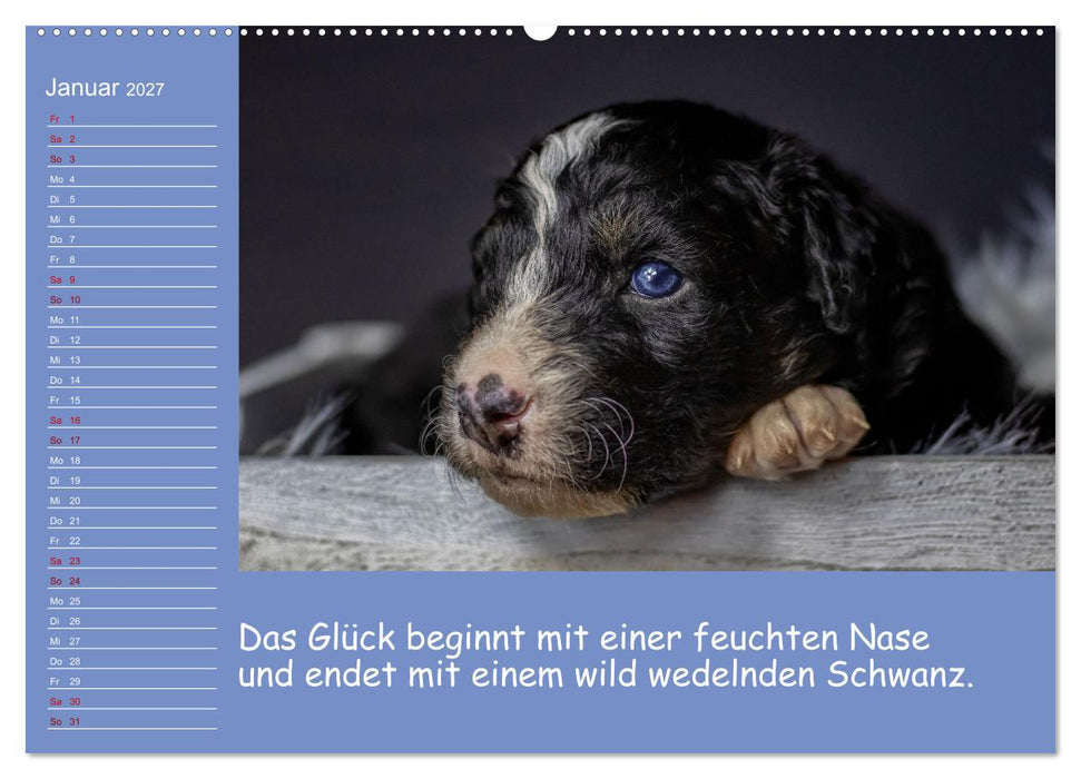 Drollige Tierkinder Mit Sprüchen (CALVENDO Wandkalender 2027)