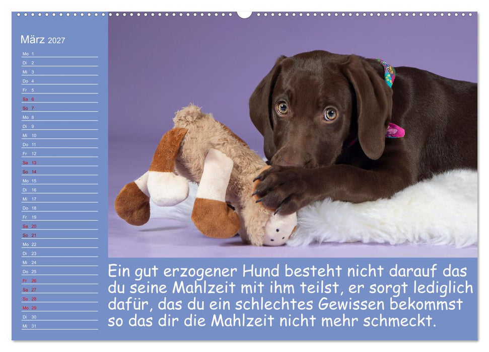 Drollige Tierkinder Mit Sprüchen (CALVENDO Wandkalender 2027)