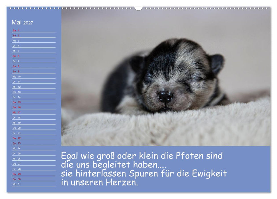 Drollige Tierkinder Mit Sprüchen (CALVENDO Wandkalender 2027)