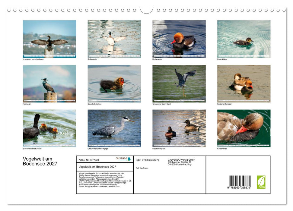 Vogelwelt am Bodensee 2027 (CALVENDO Wandkalender 2027)