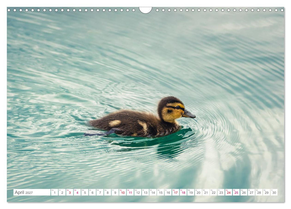 Vogelwelt am Bodensee 2027 (CALVENDO Wandkalender 2027)