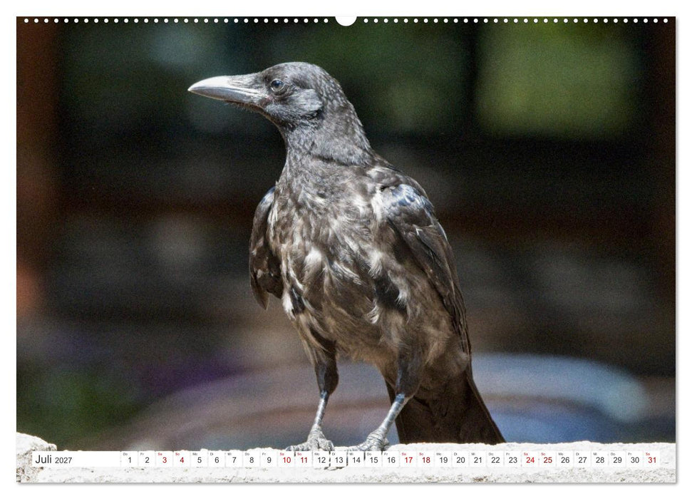 Rabenvögel - ganz nah (CALVENDO Premium Wandkalender 2027)