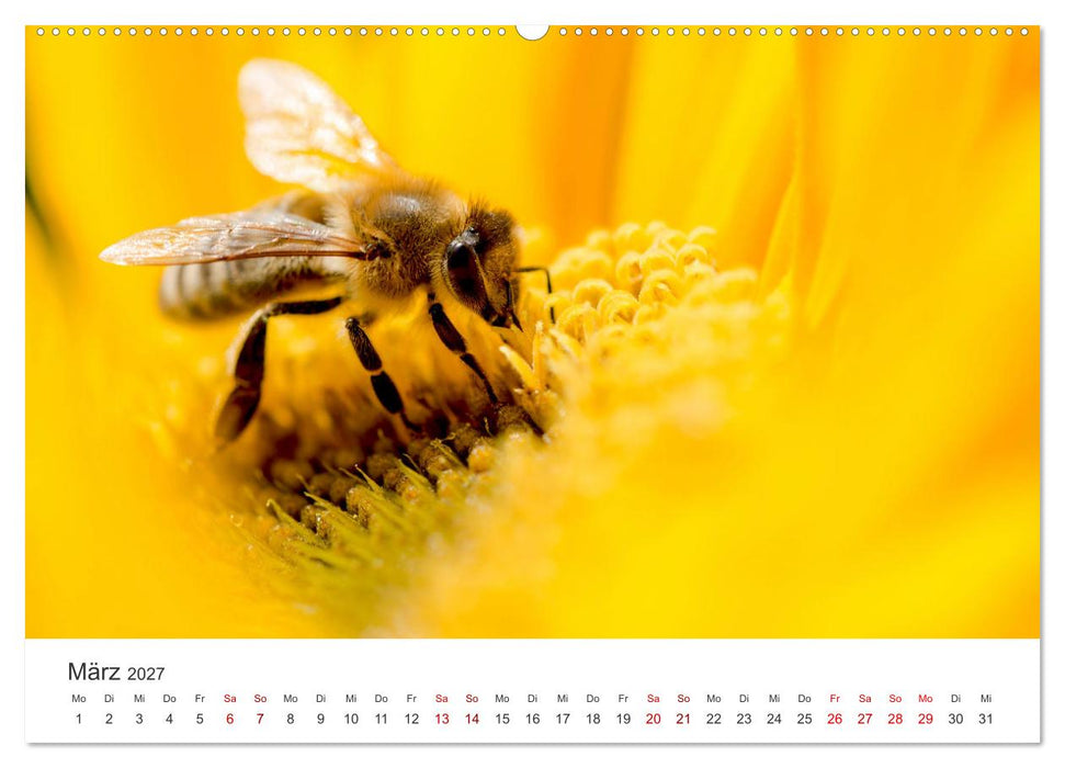 Die Welt der fleißigen Bienen (CALVENDO Premium Wandkalender 2027)