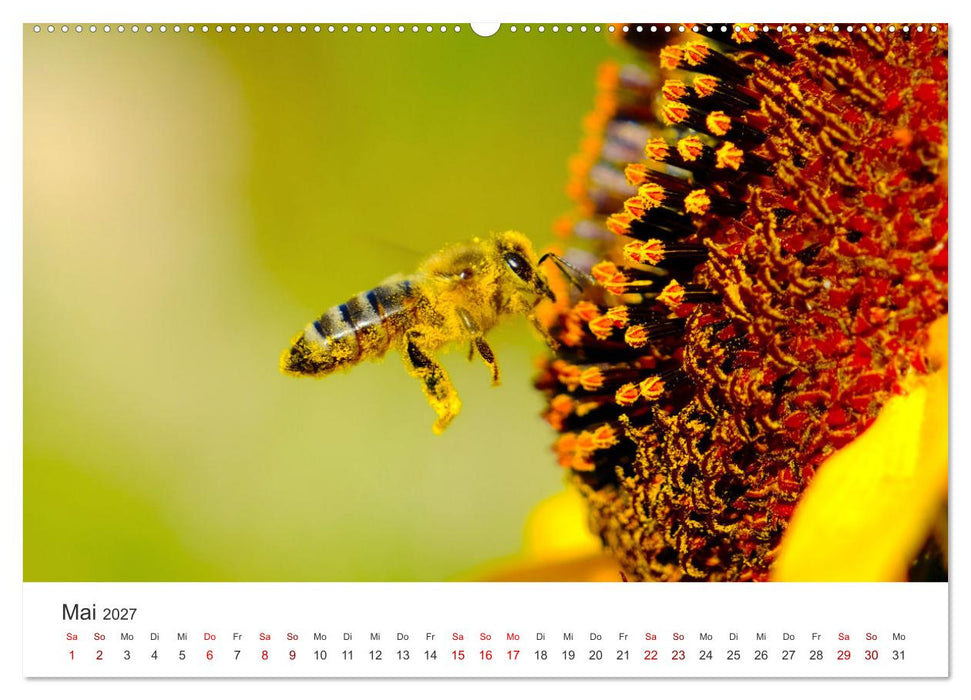 Die Welt der fleißigen Bienen (CALVENDO Premium Wandkalender 2027)