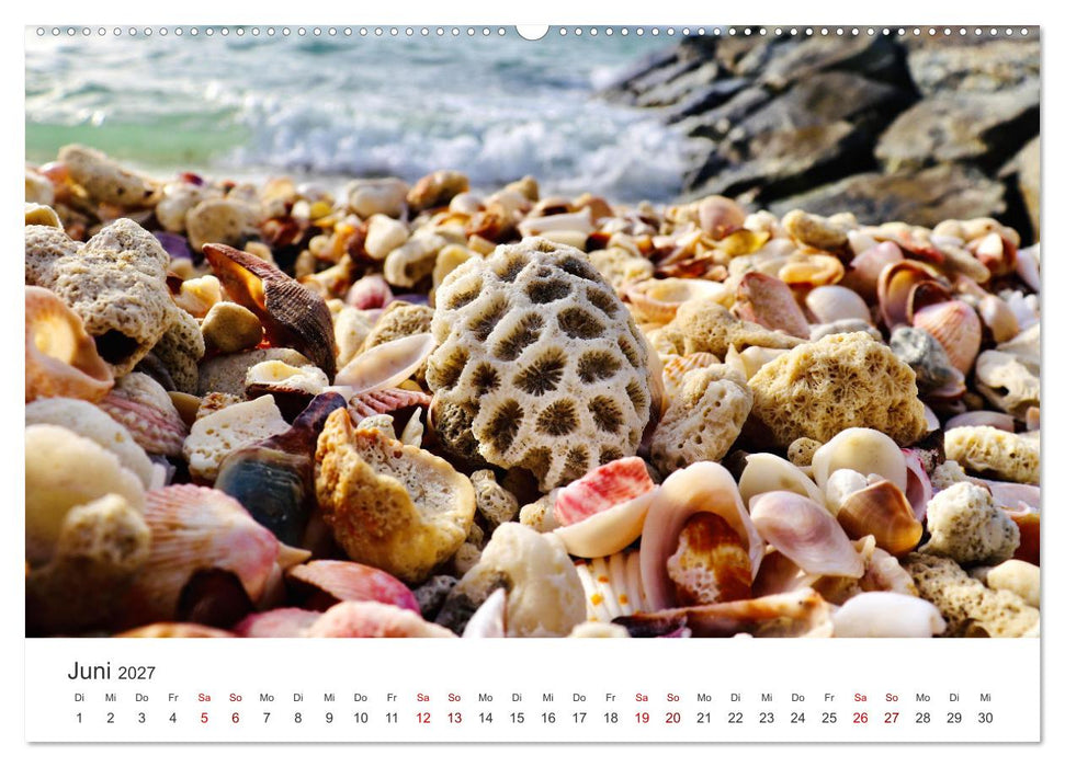 Muscheln - Wahre Schätze (CALVENDO Premium Wandkalender 2027)