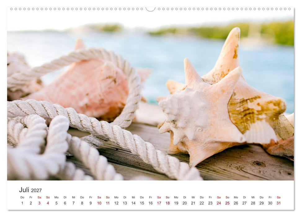 Muscheln - Wahre Schätze (CALVENDO Premium Wandkalender 2027)