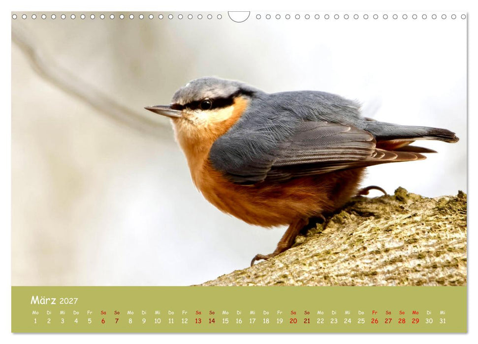 Der Kleiber - Ostfriesenfotografie und der Vogel-Zorro (CALVENDO Wandkalender 2027)