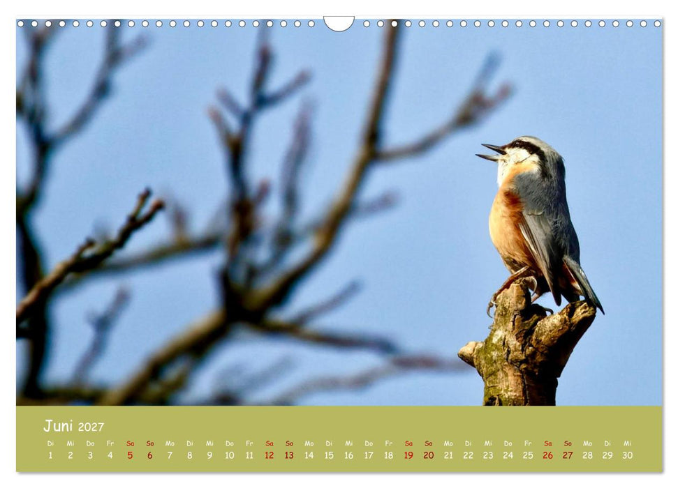 Der Kleiber - Ostfriesenfotografie und der Vogel-Zorro (CALVENDO Wandkalender 2027)