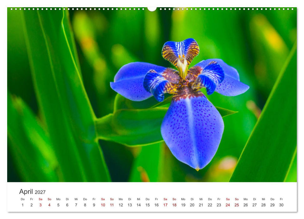 Die magische Welt der Blumen (CALVENDO Premium Wandkalender 2027)