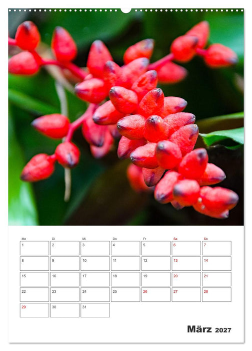 Dornige Schönheiten - Kakteen und Sukkulenten (CALVENDO Premium Wandkalender 2027)