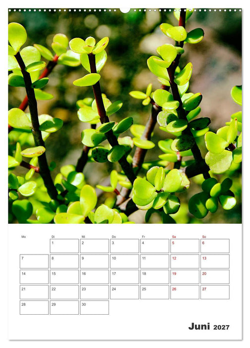 Dornige Schönheiten - Kakteen und Sukkulenten (CALVENDO Premium Wandkalender 2027)