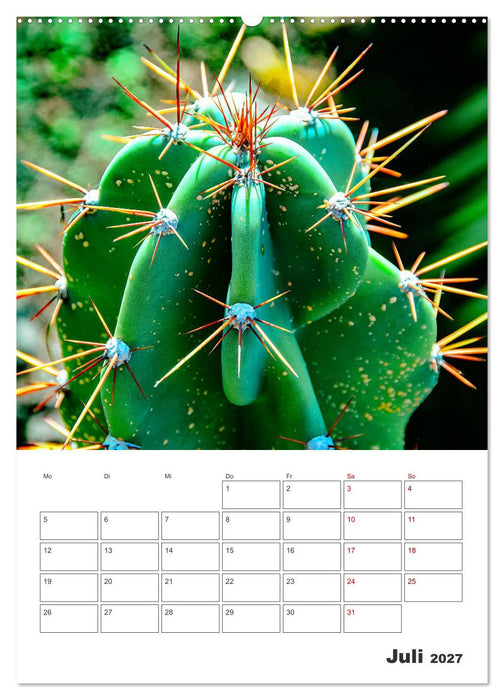Dornige Schönheiten - Kakteen und Sukkulenten (CALVENDO Premium Wandkalender 2027)