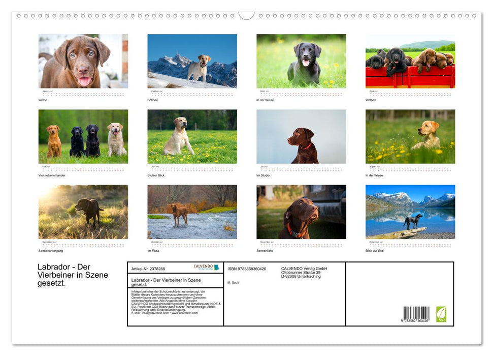 Labrador - Der Vierbeiner in Szene gesetzt. (CALVENDO Wandkalender 2027)