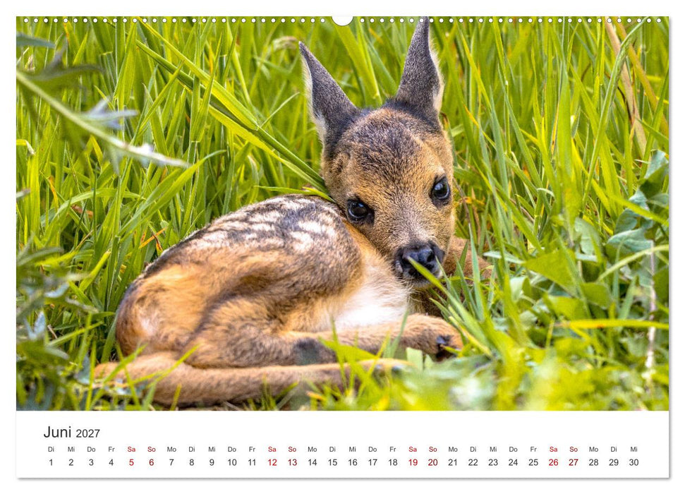 Rehkitz - Flinke kleine Bambis. (CALVENDO Premium Wandkalender 2027)