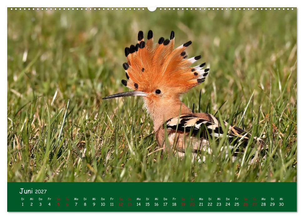 Der Birder (CALVENDO Wandkalender 2027)