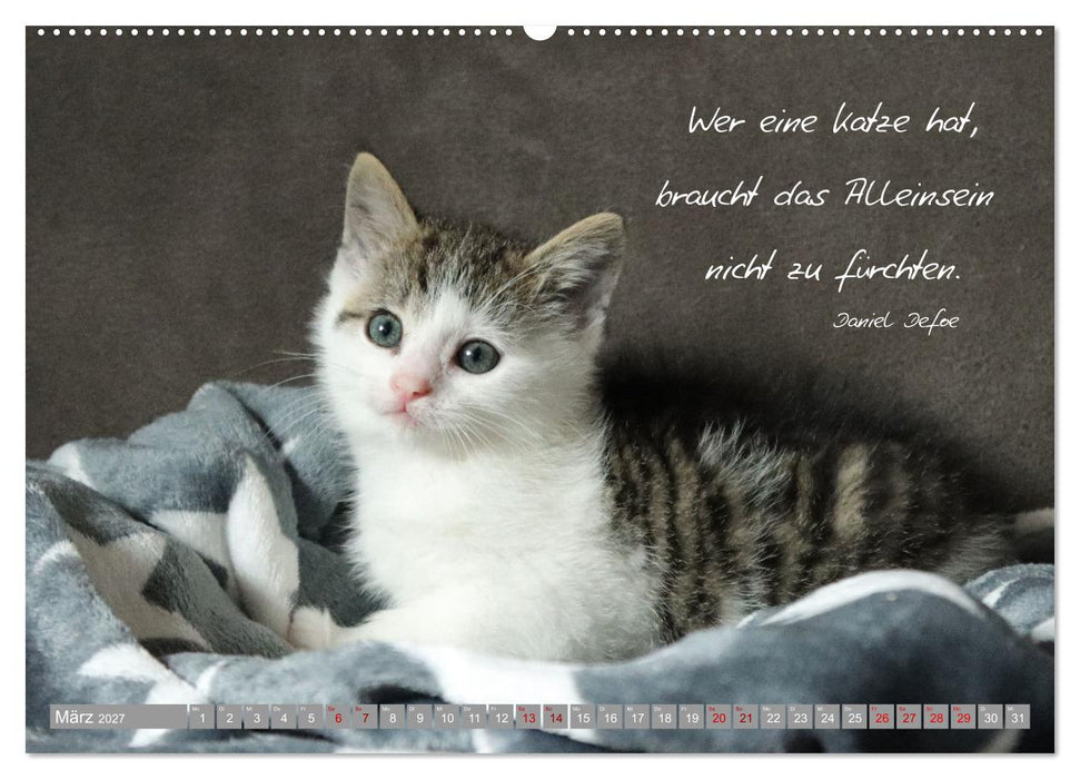 Katzenkinder - zauberhafte Wesen (CALVENDO Wandkalender 2027)