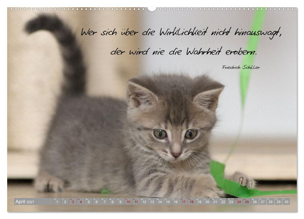 Katzenkinder - zauberhafte Wesen (CALVENDO Wandkalender 2027)