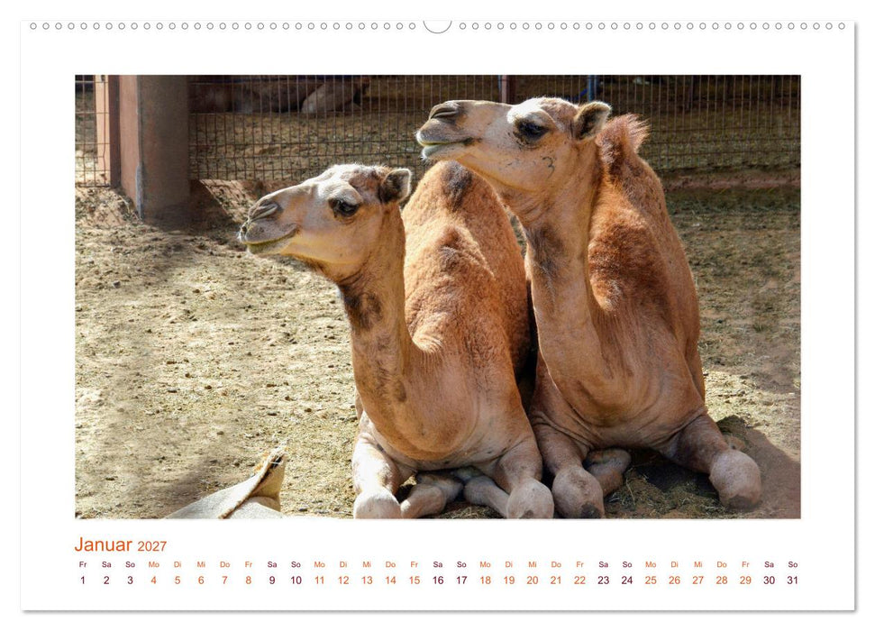 Urlaubsgefühle - mit Dromedaren unterwegs (CALVENDO Wandkalender 2027)