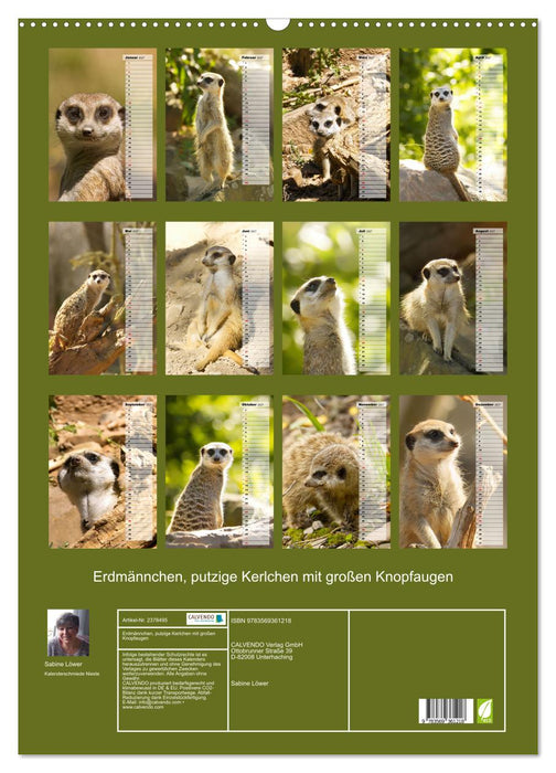 Erdmännchen, putzige Kerlchen mit großen Knopfaugen (CALVENDO Wandkalender 2027)