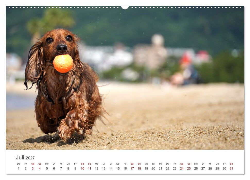 Puppies - Die niedlichsten Vierbeiner der Welt. (CALVENDO Premium Wandkalender 2027)