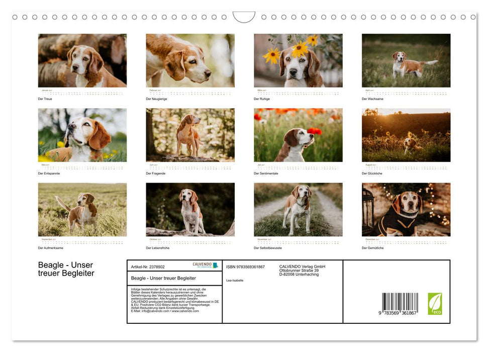 Beagle - Unser treuer Begleiter (CALVENDO Wandkalender 2027)