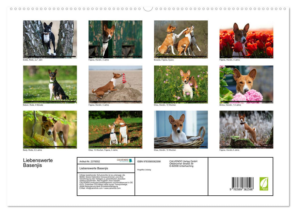 Liebenswerte Basenjis (CALVENDO Premium Wandkalender 2027)