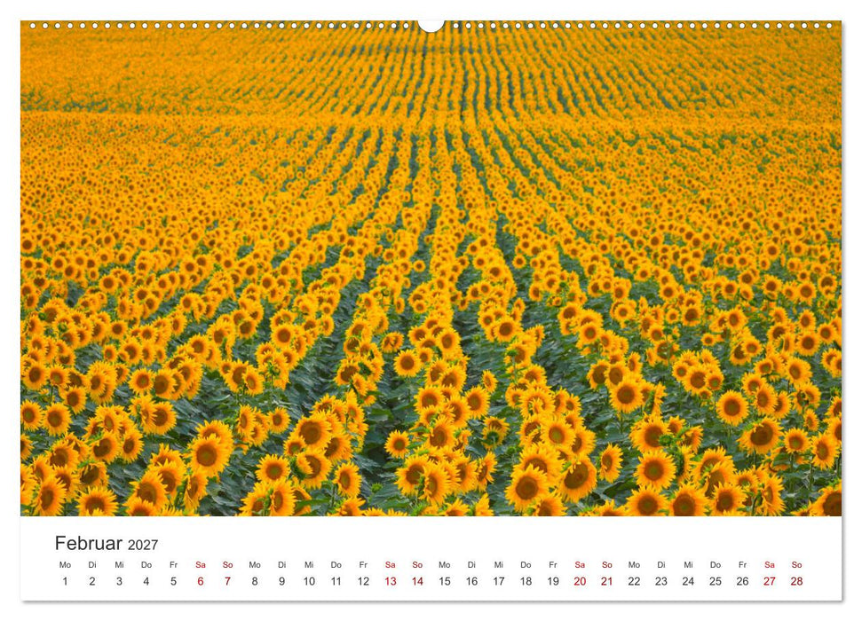 Sonnenblumen - Erstrahlen im freundlichen Gelb. (CALVENDO Premium Wandkalender 2027)
