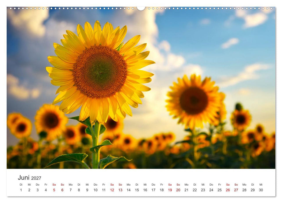 Sonnenblumen - Erstrahlen im freundlichen Gelb. (CALVENDO Premium Wandkalender 2027)